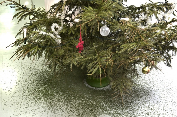 Moni hankkiutuu joulukuusesta eroon loppiaisena.