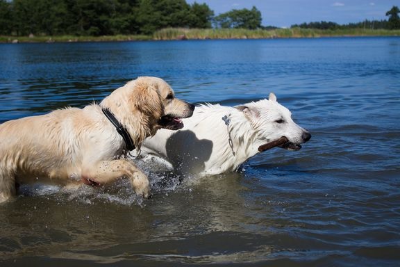 Vedessä peuhaaminen on monen koiran lempipuuhaa kesähelteillä. Tarkista vedenlaatu ennen kuin päästät koirasi uimaan, sillä sinilevää esiintyy jo rannoilla.