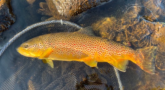 Maankäyttö lisää virtavesien kiintoainekuormitusta, millä on lukuisia haittavaikutuksia virtavesien eliöyhteisöihin, muun muassa taimenelle.