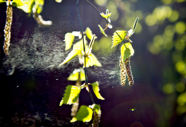 Koivulle ennakoidaan heikohkoa kukintaa koko maahan.