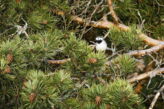 Västäräkit saapuvat Suomeen huhtikuussa.