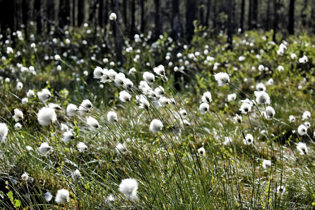 Vastaajista 60 prosenttia kertoo käyneensä Kurjenrahkan kansallispuistossa.