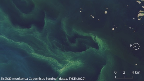 Pinnassa olevaa sinilevää on havaittu esimerkiksi pohjoisella Ahvenanmerellä. Sentinel-2 kuvasi nämä säikeiset leväkiehkurat Eckerön kunnan alueella 27. heinäkuuta.