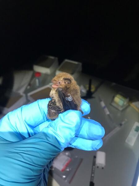 Pikkulepakko (Pipistrellus nathusii).