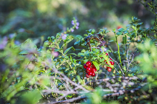 Puolukkasadosta on tulossa paikoin jopa melko runsas.