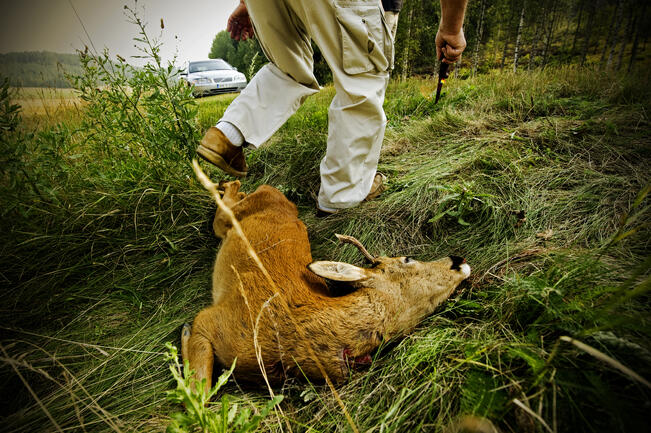 Kasvanut peurakanta tuo vaaratilanteita liikenteeseen erityisesti Etelä-Suomen alueella.