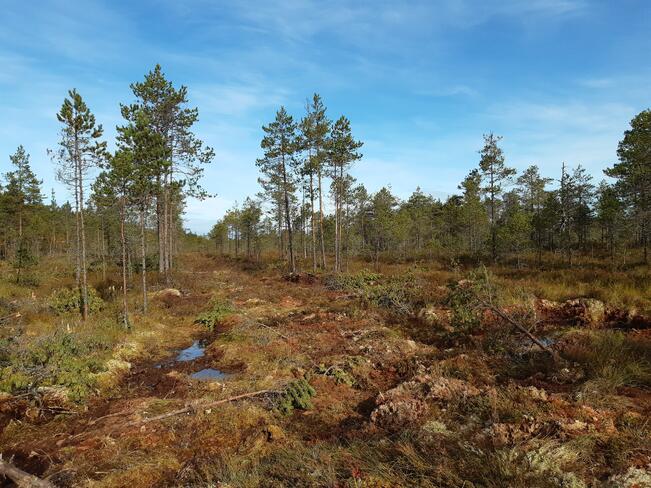 Tukittu ojalinja Vajosuolla.
