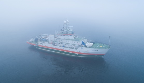 Turkimusalus Aranda.