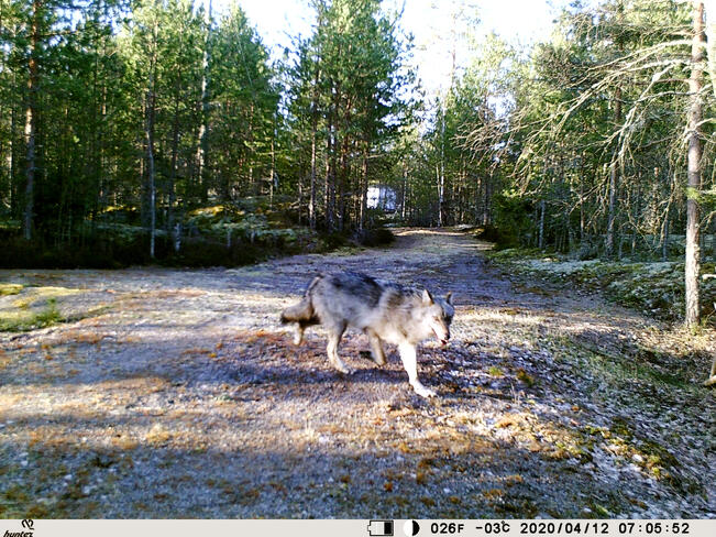 Suden ja koirien väliset mahdolliset risteytymiset eivät ole jättäneet jälkiä Suomen ja Skandinavian susien perimään, arvioidaan tutkimuksessa. Susi kuvattuna 12. huhtikuuta riistakameralla yksityistiellä Hakkenpäässä.
