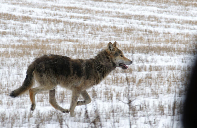 Luke arvoi, ettei susien pannoittamiselle ole nykyisellään riittäviä edellytyksiä.