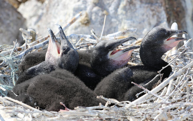 Luvalla saa ampua vuodessa 200 merimetsoa. Ampumislupa on myönnetty Högenin saarelle ja sen ympäristöön Kirkkoselän alueelle.