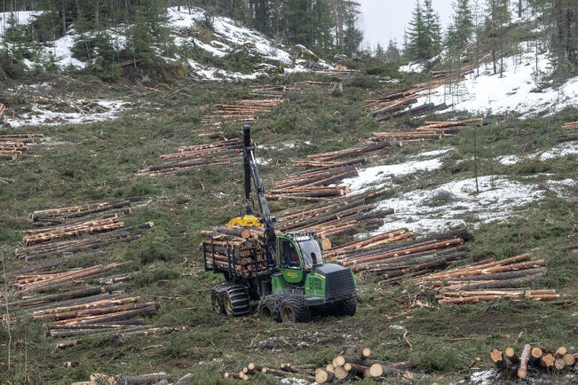 Puukauppa on käynyt hyvin alkuvuonna.