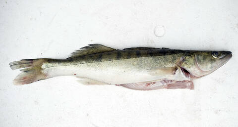Kuhien keskikoko ja kokonaisbiomassa  on kasvussa Saaristomeren alueella.