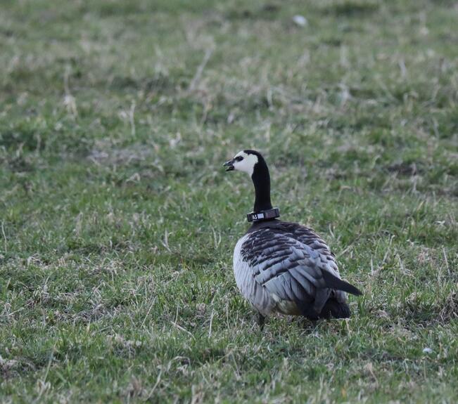 GPS-lähettimellä varustettu valkoposkihanhi valmiina paljastamaan hanhien liikkeitä Keski-Karjalassa.