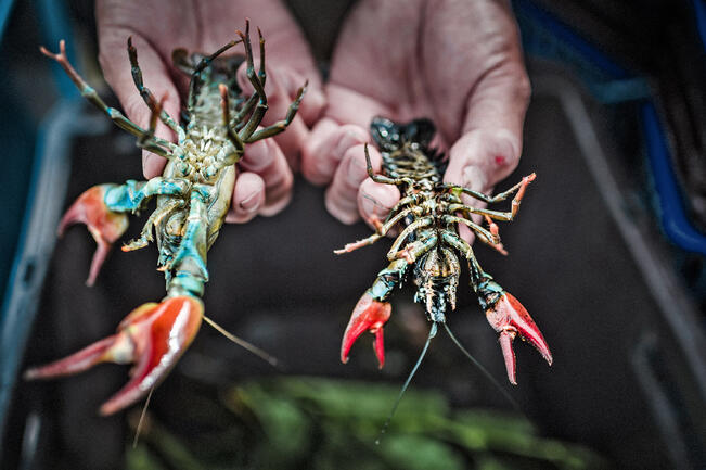 Täplärapukoiraan (vas.) erottaa naaraasta pienistä, pyrstön alla olevista parittelujaloista.