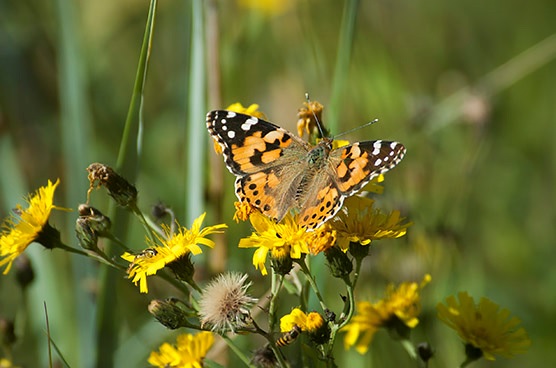 Ohdakeperhosta näkee useimmiten näin loppukesästä.