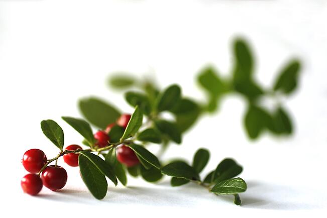 Puolukkasadosta on tulossa runsas.