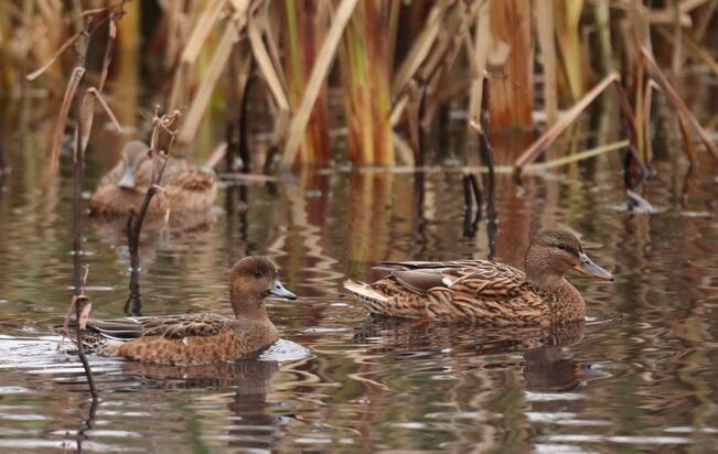 Sinisorsien (oik.) määrä on kasvanut 30 vuoden aikana laskentajärvillä. Monen muun lajin, kuten haapanan (vas.), kannat ovat taantuneet.