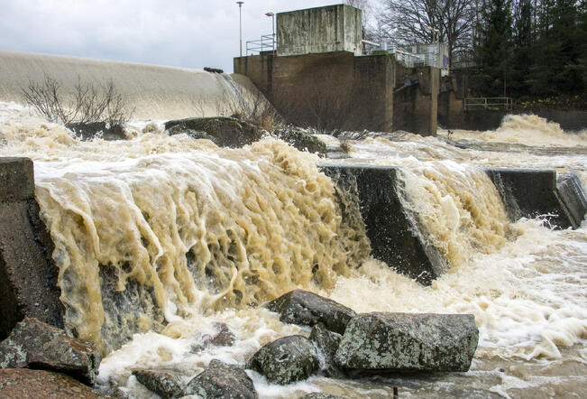 Aurajoen alaosille on saatu erikoislupa kalastaa rasvaeväleikattuja lohikaloja vielä syyskuussa.