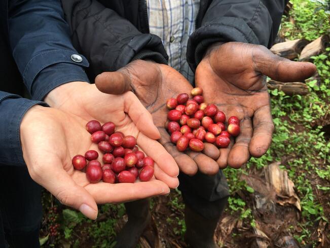 Kahvipavut tuotetaan muun muassa Hondurasissa, Brasiliassa, Keniassa, Kolumbiassa ja Ugandassa.