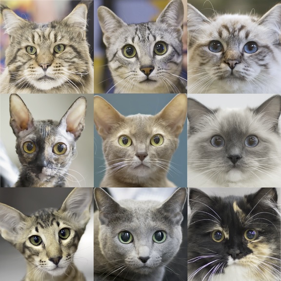 Kollaasin on koonnut Milla Ahonen Heikki Siltalan ottamista kuvista (catza.net/fi). 