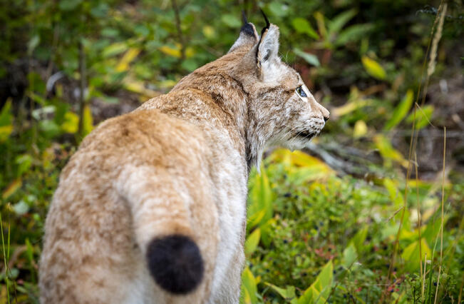 Ilveskannassa on laskettu lievää kasvua.