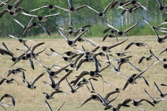 Valkoposkihanhia Värtsilässä keväällä. 