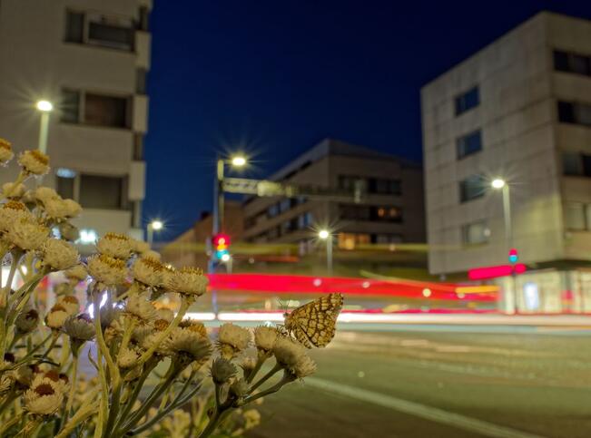 Ruutumittari, Chiasmia clathrata, kaupungissa.