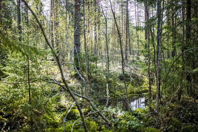 Kansallispuistojen suosio on kasvanut viimeisen 20 vuoden aikana noin miljoonasta käynnistä lähes neljään miljoonaan käyntiin.