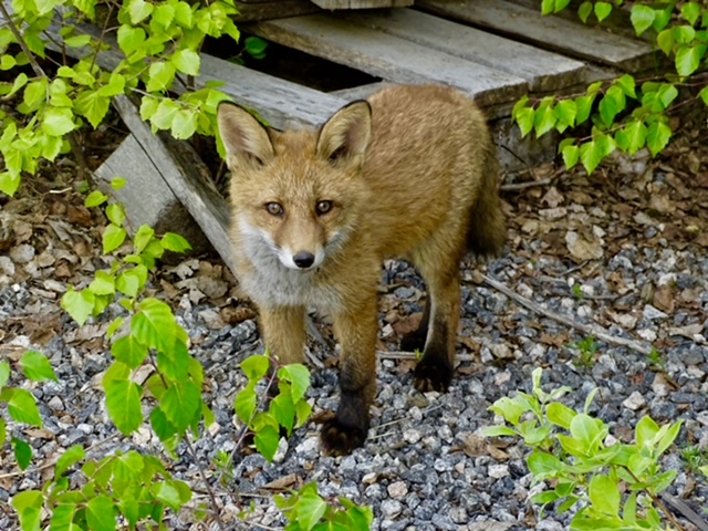 Juhani Peltosen suosikkikuvauskohde ovat ketut.