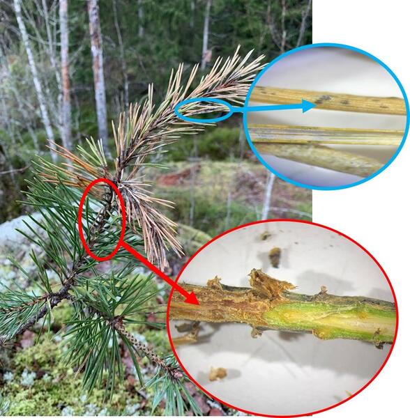 Havuparikas etenee uusimmasta vuosikasvaimesta vanhempaan tappaen nilaa kuoren alla. Tällöin neulaset ruskettuvat tyveltä alkaen. Syksyllä neulasiin muodostuu kuromaitiöitä. 