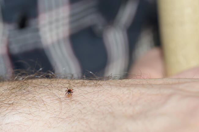 Jos löydät puutiaisen, voit ilmoittaa siitä Turun yliopiston ylläpitämään punkkilive-fi-palveluun netissä.