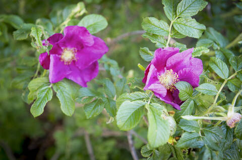 Kurtturuusu (Rosa rugosa) tunnetaan myös nimellä kurttulehtiruusu. Suomessa kurtturuusu on kestävyytensä ja tehokkaan leviämisensä vuoksi luokiteltu erittäin haitalliseksi vieraslajiksi.