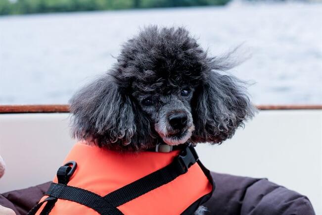 Pelastusliivin kirkas huomioväri saattaa pelastaa koiran, jos se lähtee veden varaan joutuessaan uimaan omille teilleen aallokkoon.
