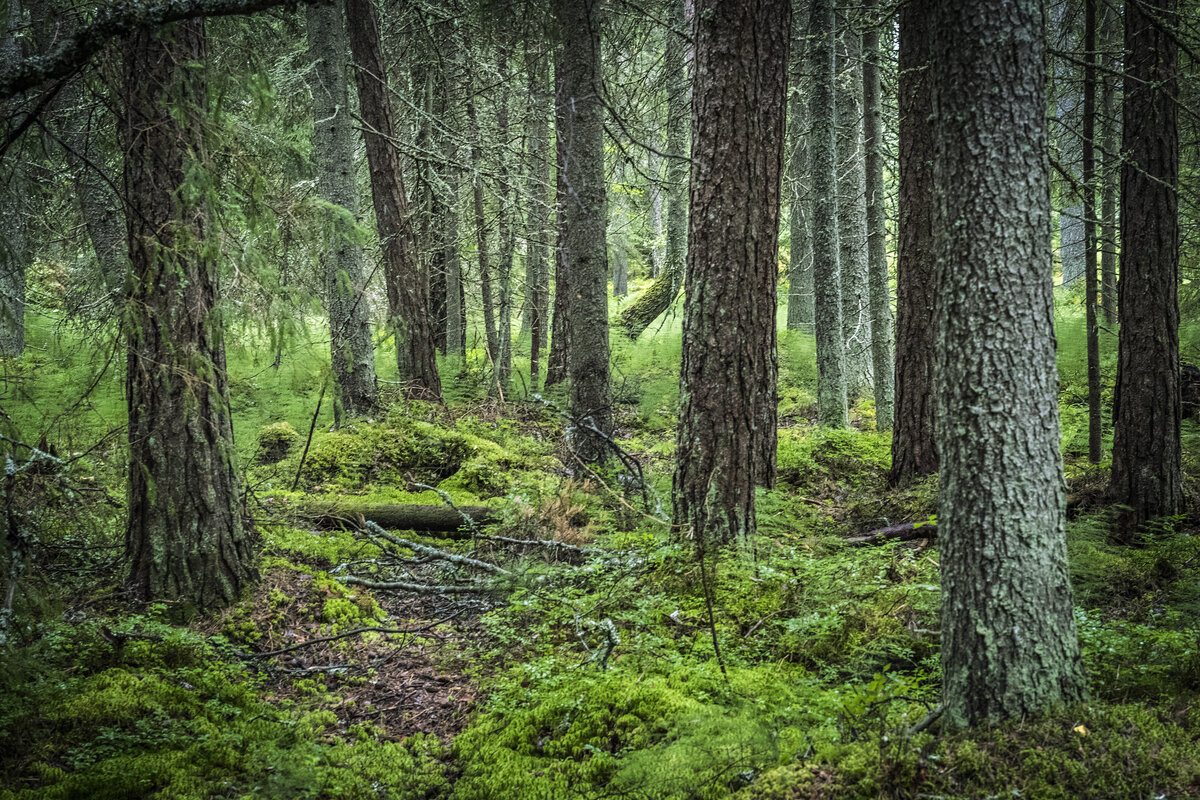 Metsämaan kysyntä on edelleen säilynyt hyvällä tasolla.