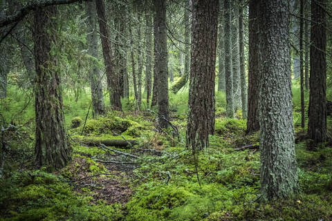 Metsämaan kysyntä on edelleen säilynyt hyvällä tasolla.