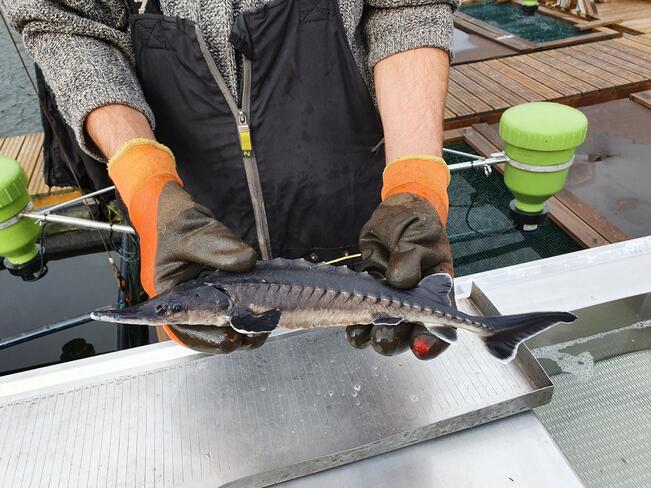 Istutuksia varten kasvatettu ja merkitty sammen poikanen.