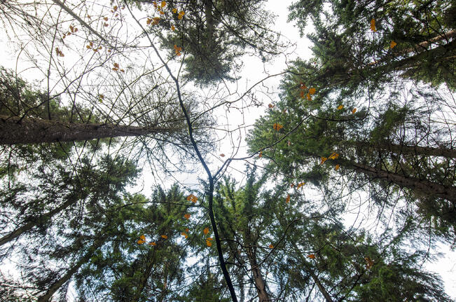 Moni suomalainen on aloittanut uransa metsänomistajana perinnön kautta.