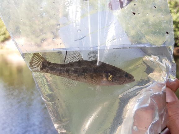 Rohmutokko on tehokas saalistaja, joka lisääntyy nopeasti ja sietää ääreviä elinolosuhteita.  