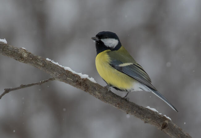 Talitiainen, talgoxe. 