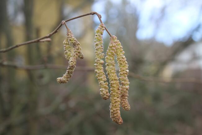 Pähkinäpensaan norkot.