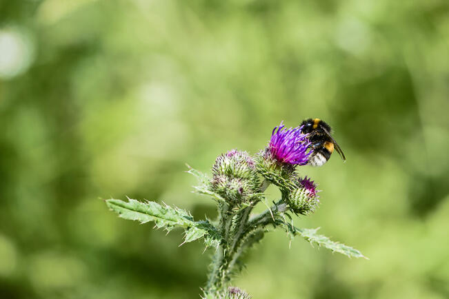 Kimalaiset ovat oikeita tehopölyttäjiä. Kartanokimalainen mielipuuhassaan.