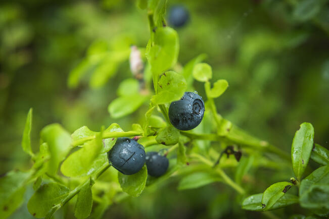 Mustikkasato oli kokonaisuudessaan erinomainen.