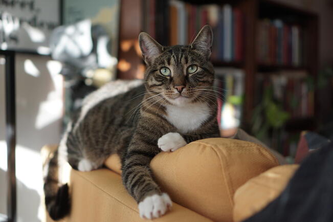 Dewiltä adoptoitu Leni nauttii elämästään ihmisen hoidossa uudessa kodissaan. 