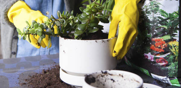 Suurin osa terveistä ihmisistä, jotka altistuvat legionellabakteerille, eivät sairastu.  