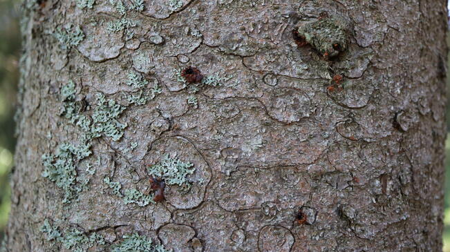 Kirjanpainajan iskeymiä kuusen rungolla.   