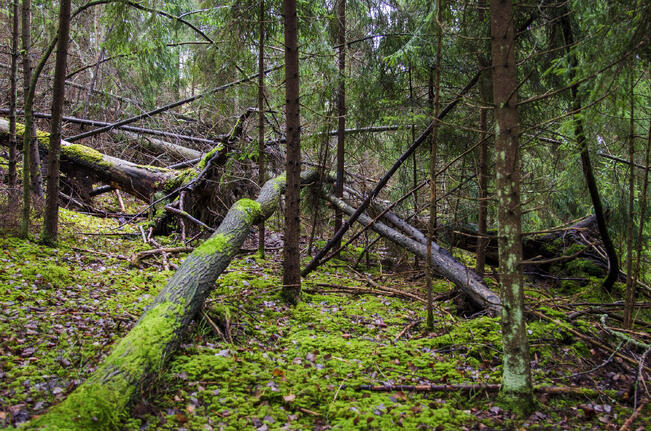 Varsinais-Suomen ELY-keskus on päättänyt luonnonsuojelualueen perustamisesta Mälikkälään ja Kuninkojalle.