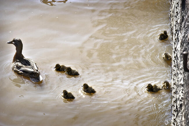 Sinisorsaemo johdatti poikasiaan Aurajoella.