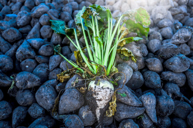 Yksi sokerijuurikas painaa keskimäärin puoli kiloa. Siitä saadaan 75 grammaa sokeria.