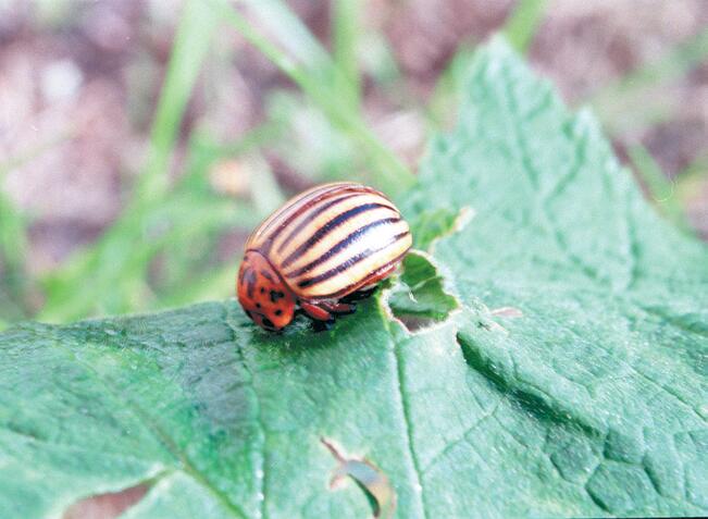 Koloradonkuoriainen.